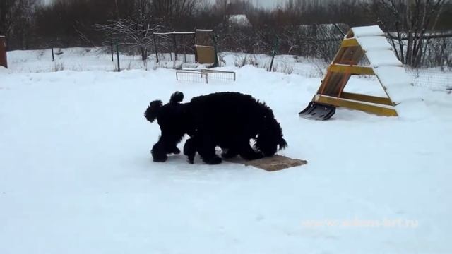 BRT IN COUPLE, SKILLED TRAINING * РЧТ В ПАРЕ, ИСКУСНАЯ ДРЕССИРОВКА