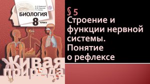 Строение и функции нервной системы. Понятие о рефлексе