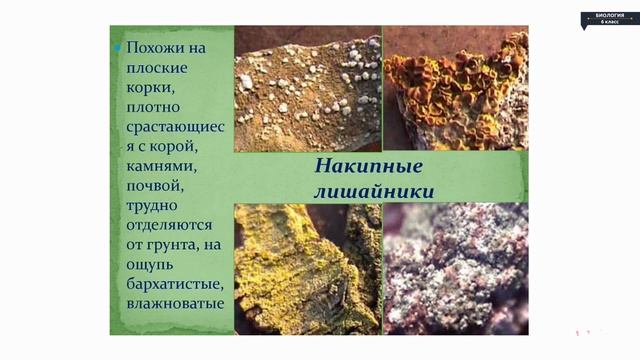 Биология - 6 класс - Лишайники смотреть онлайн