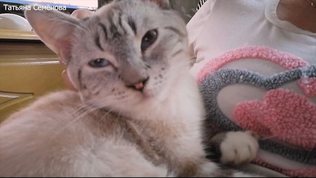 😺 КОТИКИ🥰 смотреть онлайн