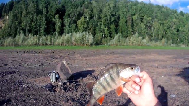 Маленький рыбак нас обловил. смотреть онлайн