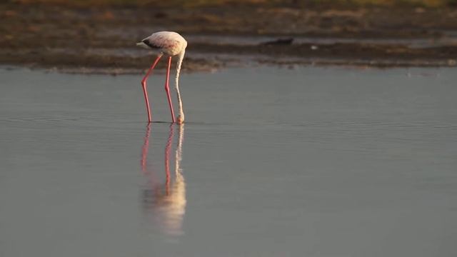 Flamingo Breakfast Dance - Трапезный танец фламинго смотреть онлайн