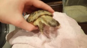 Обзор среднеазиатской черепахи и сухопутной черепахи.