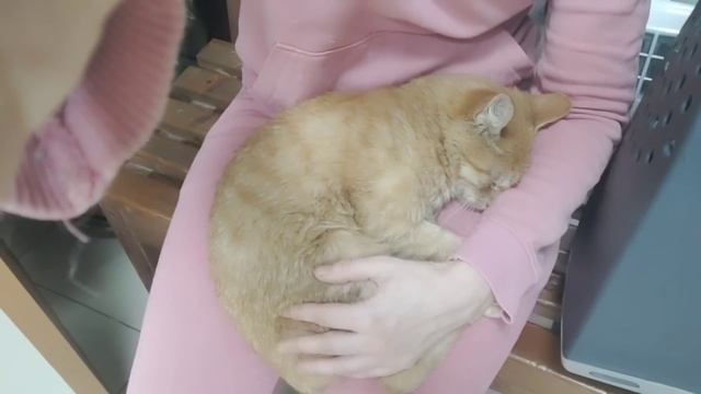 Продолжение Ржавый кот с загадочными лапами и черныш. смотреть онлайн