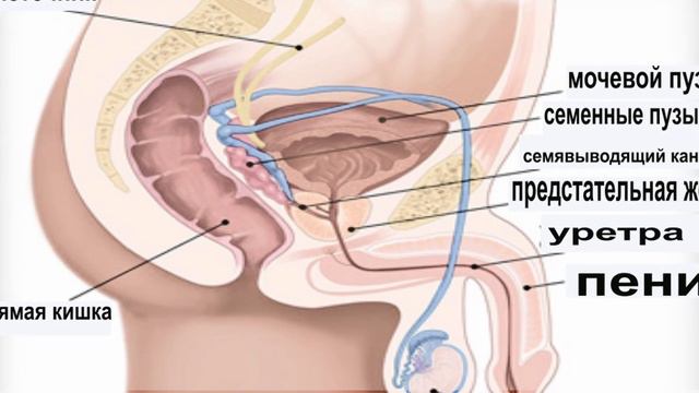 Семь причин воспаления предстательной железы смотреть онлайн