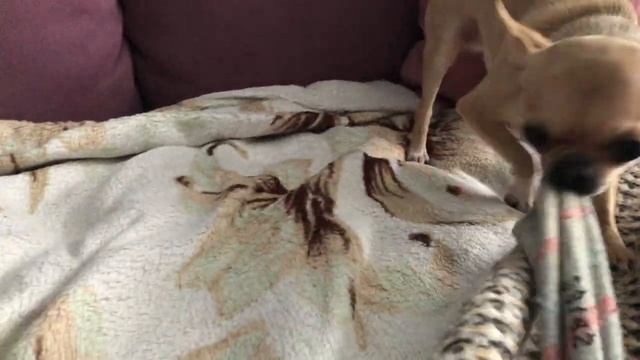 Чихуахуа Флекси стала вялой и сонной смотреть онлайн