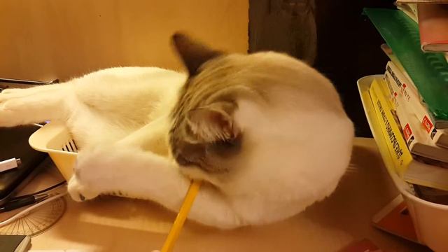 Tart the beaver? смотреть онлайн