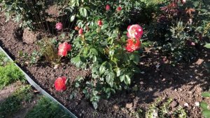 Роза Квин Оф Хардс   Queen of Hearts #РозаКвинОфХардс