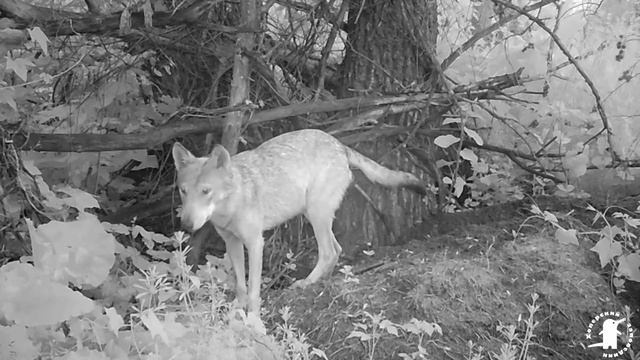 Волк у барсучьей норы смотреть онлайн