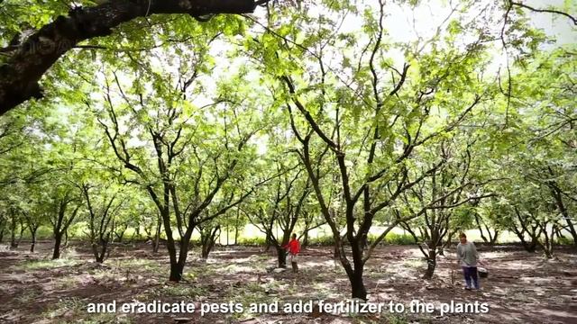 Awesome Tamarind Cultivation Technology | Tamarind Farm And Harvest | Tamarind Processing