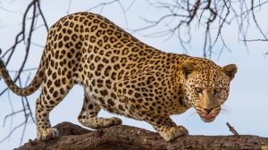 ГЕПАРД ПРОТИВ ЛЕОПАРДА