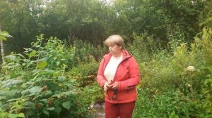 Чёрная малина. что это такое?