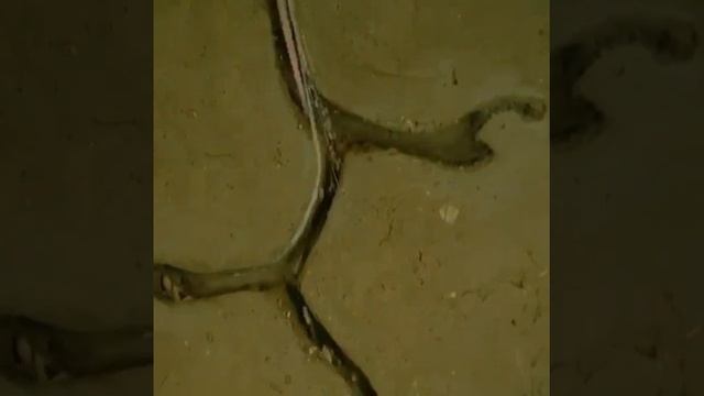 Битва двух огромных #варанов. #Панголин. Гусеница #дракон. смотреть онлайн