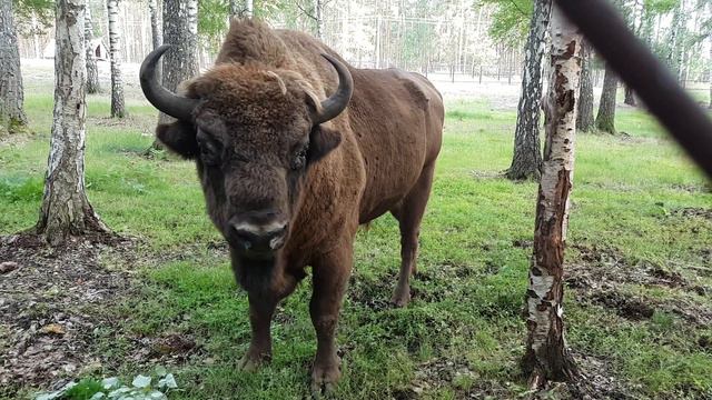 ЗУБР Окский заповедник смотреть онлайн