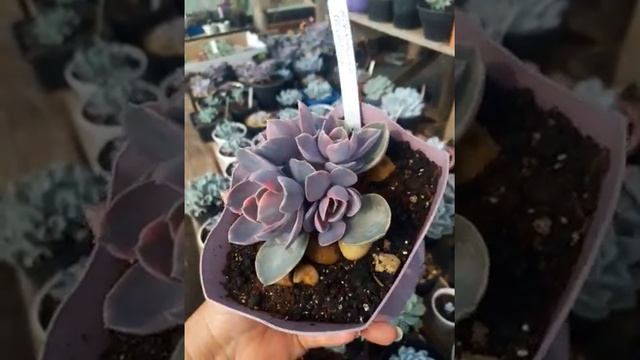 Echeveria Rainbow Babys? #echeveriarainbow #irasuculentas #Echeverias #eucultivo#Suculentas#Sucus