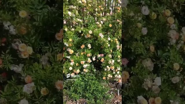 роза Гислен Де Фелигонд в саду ? 25 июня смотреть онлайн