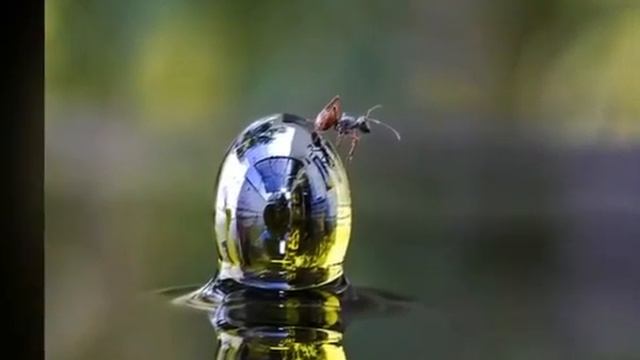 Стихи о музыке и И. С. Бах для Доброслова. смотреть онлайн