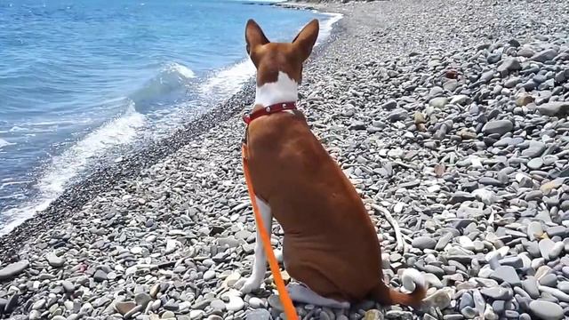 Basenji Басенджи первый раз на море! Воды не боится, но и купаться не хочет)) смотреть онлайн