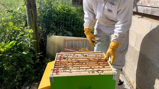 S01E10 - Le Rucher De Bruno & Serge :  Découverte D'une Colonie Explosive ?