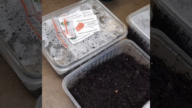 ?Посев бегонии(клубневой,ампельной) ?Первые посадки ?Открываю посадочный сезон смотреть онлайн