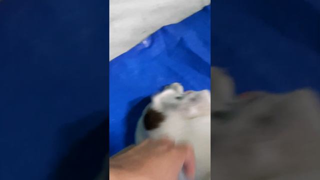 knock out. castrated na si pablo. #aspin #castrated #PAWS #librengkapon #pablo #dog смотреть онлайн