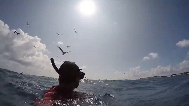 Johnston Atoll Snorkeling смотреть онлайн