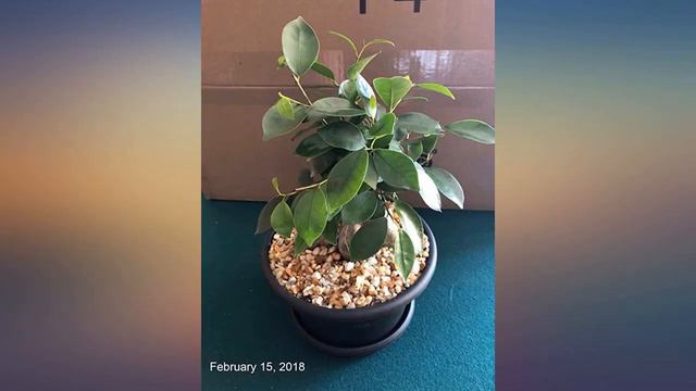 Costa Farms Mini Bonsai Live Indoor Tree with Inspirational Message Home Décor, review смотреть онлайн