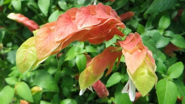 Белопероне (beloperone) смотреть онлайн