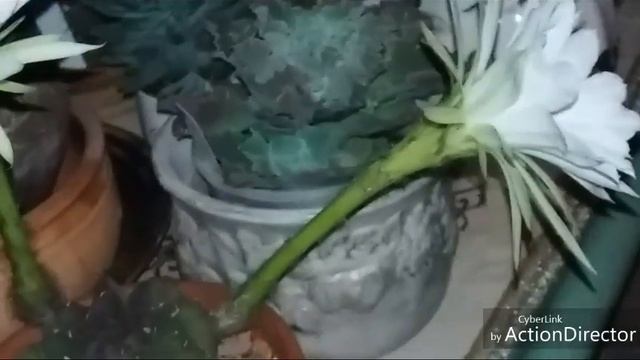 Эхинопсис белый Расцвел!?Echinopsis Subdenudata White Blooming!