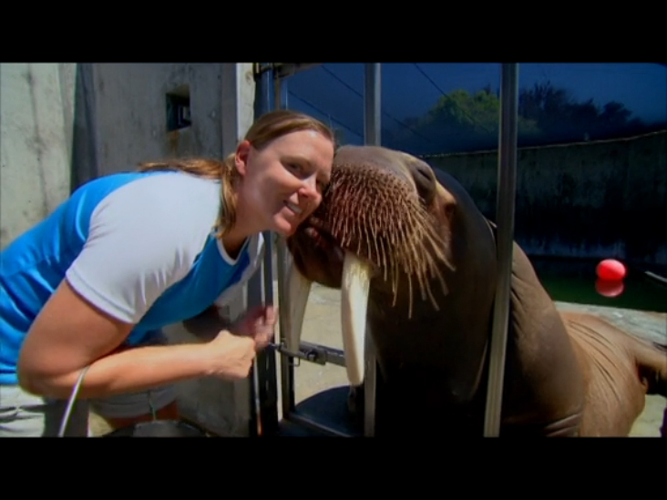 Морж - две клыкастых тонны (Walrus: Two Tonne Tusker) смотреть онлайн