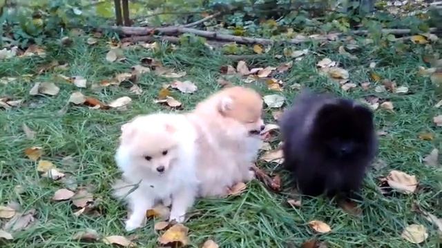 щенки шпица смотреть онлайн