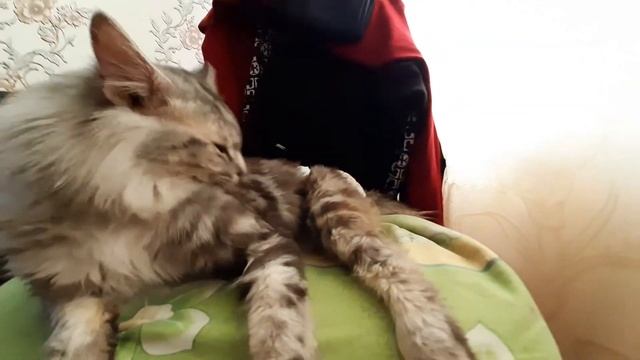 Как серый кот готовится к Съёмкам видео? смотреть онлайн