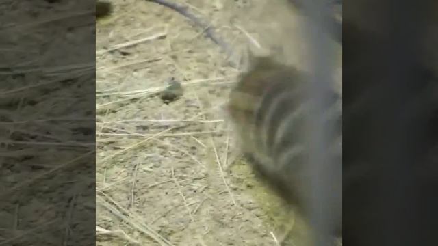 Знаете кто этот тип, похожий на белку в полосатых штанах? Это намбат, или сумчатый муравьед. смотреть онлайн