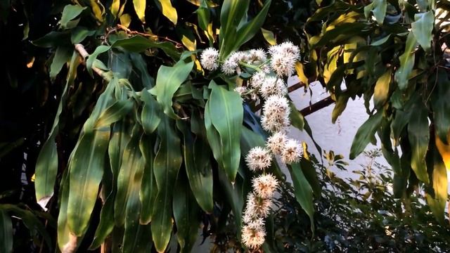 Dracaena Fragrans ( Corn Plant )