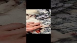 Щенята чихуахуа 22.05.24