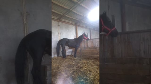 Жеребец Карачаевской породы линия Габар кличка Къанат "ИНАХОДЕЦ" смотреть онлайн