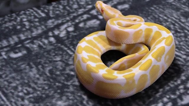 What is the difference in color in a baby ball python vs an adult ball python? See BOTH. смотреть онлайн