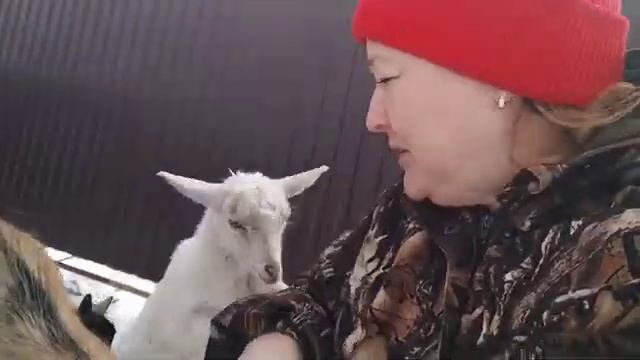 У коз лезет шерсть. Линька// Имена - клички козлят смотреть онлайн