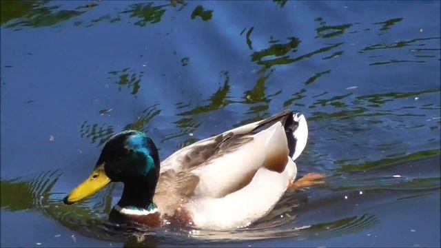 Фестиваль тюльпанов в Санкт- Петербурге. Тюльпаны на Елагином острове ЦПКО. смотреть онлайн