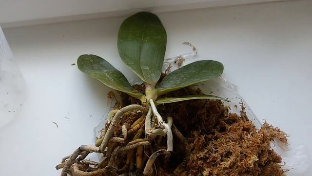 ГНИЛЫЕ КОРНИ У Brother Sara Gold ЧАСТЬ 1 смотреть онлайн