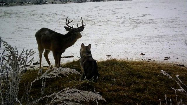 Собака каждую ночь куда-то убегала, хозяин решил за ней проследить и увидел шокирующую картину! смотреть онлайн