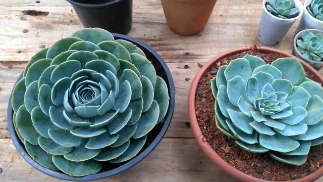 ECHEVERIA GLAUCA X ECHEVERIA PEACKOK смотреть онлайн