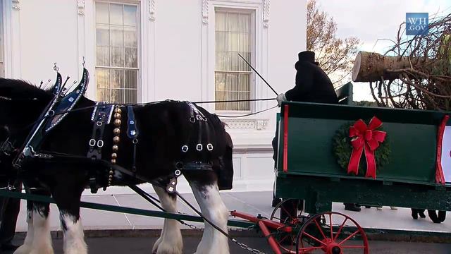 The 2014 White House Christmas Tree Arrives смотреть онлайн