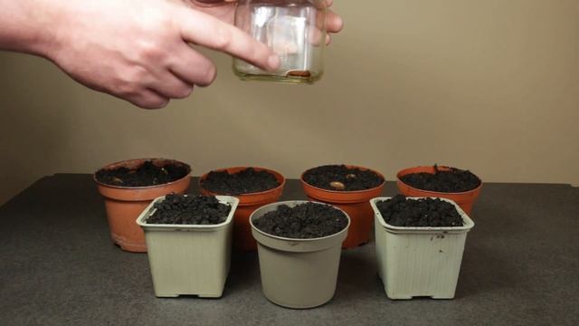 How To Grow Wisteria From Seed