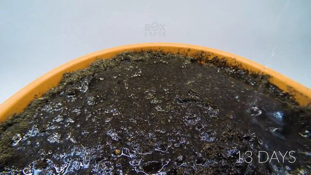 Growing Mango Tree From Seed Time Lapse - 57 Days смотреть онлайн