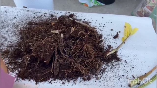 Желтеют листья замиокулькаса.5главных ошибок при выращивании замиокулькаса.#zzplant #замиокулькас смотреть онлайн