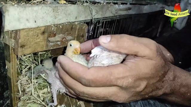 Opaline,Albino,Fischeri and Java Progress смотреть онлайн