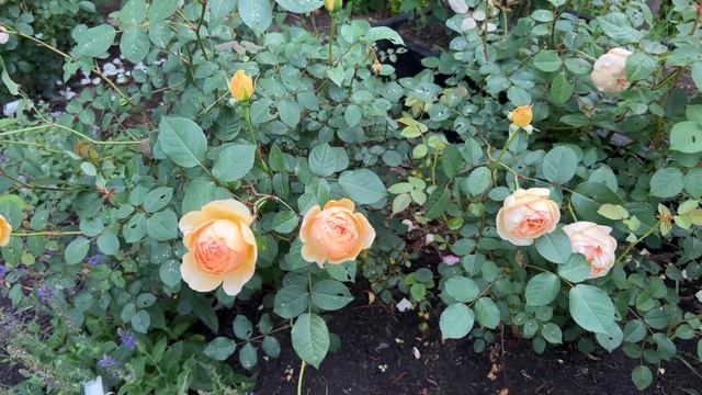 ? David Austin's Jude the Obscure Rose смотреть онлайн