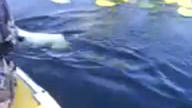 Подача битой утки к лодке. смотреть онлайн