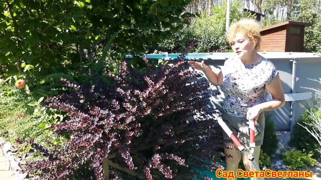 Красивый сад.Стрижка в августе.Иву,барбарис, спирею стрижем как хотим.Красивый ландшафтный дизайн. смотреть онлайн